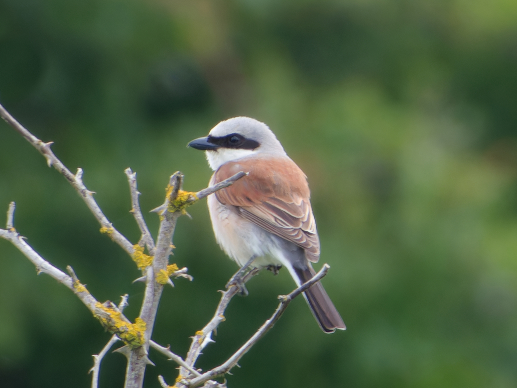 Photo of Red-backed Shrike